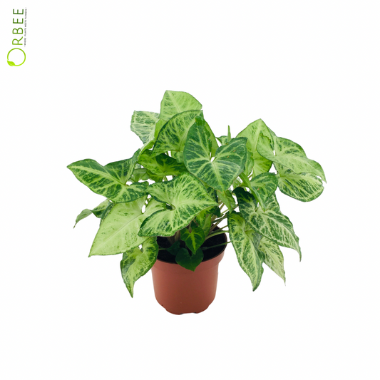 Syngonium Arrow