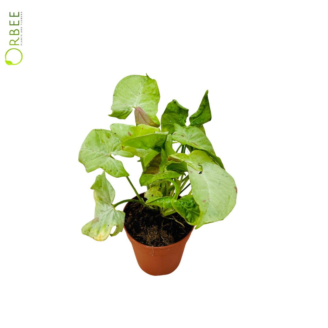Syngonium Confetti