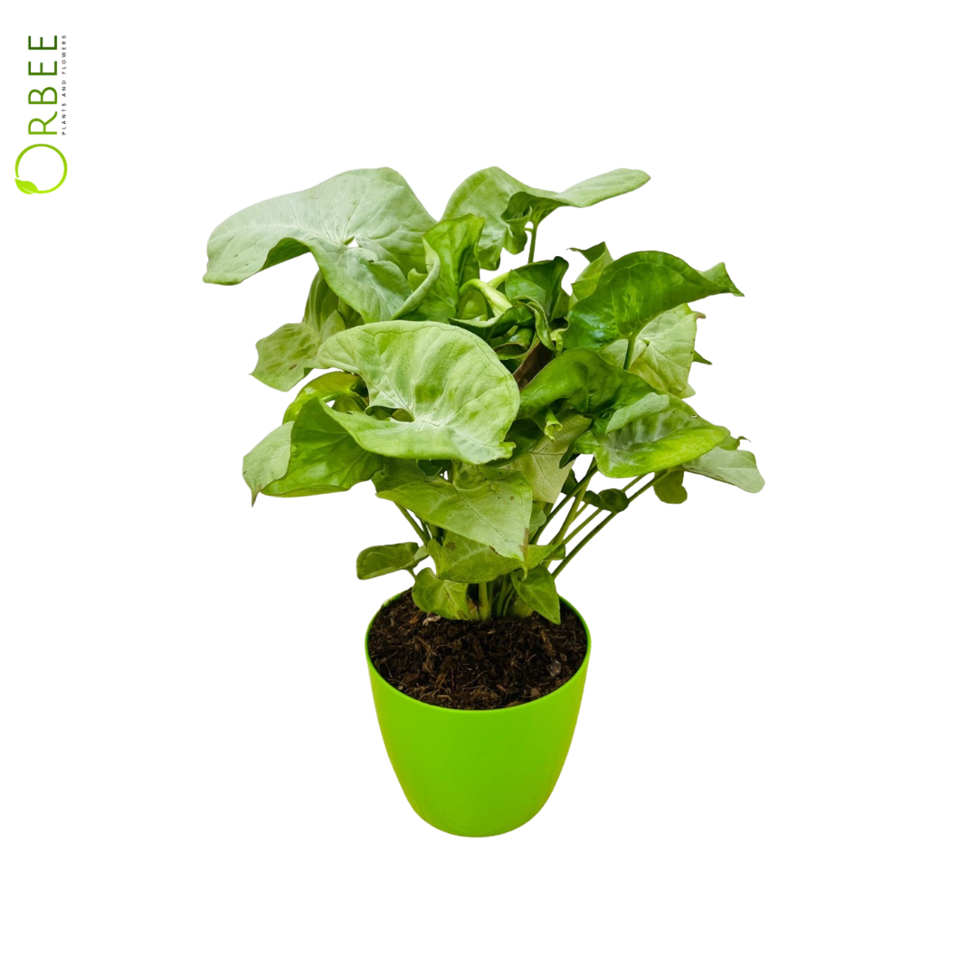 Syngonium Confetti - The Elegant Arrowhead Vine