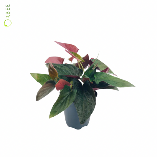 Syngonium Red Arrow