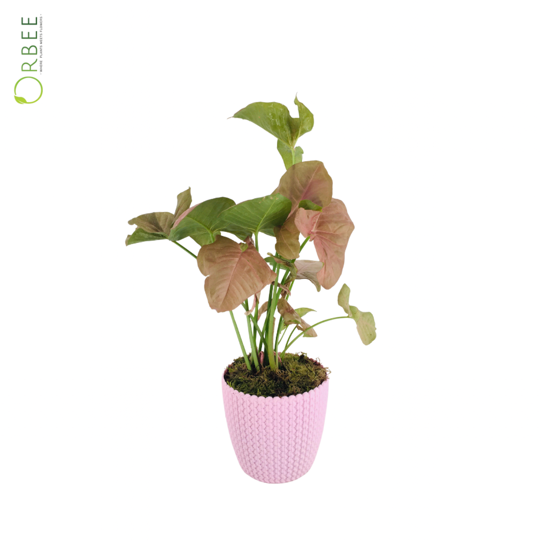 Syngonium Pink in Pink Textured Pot