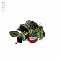 Tradescantia zebrina 'Purpusii'