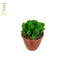 Haworthia cymbiformis