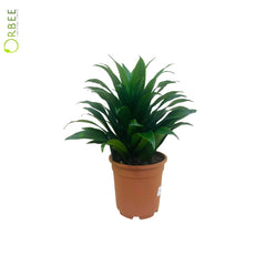 Dracaena fr. Compacta