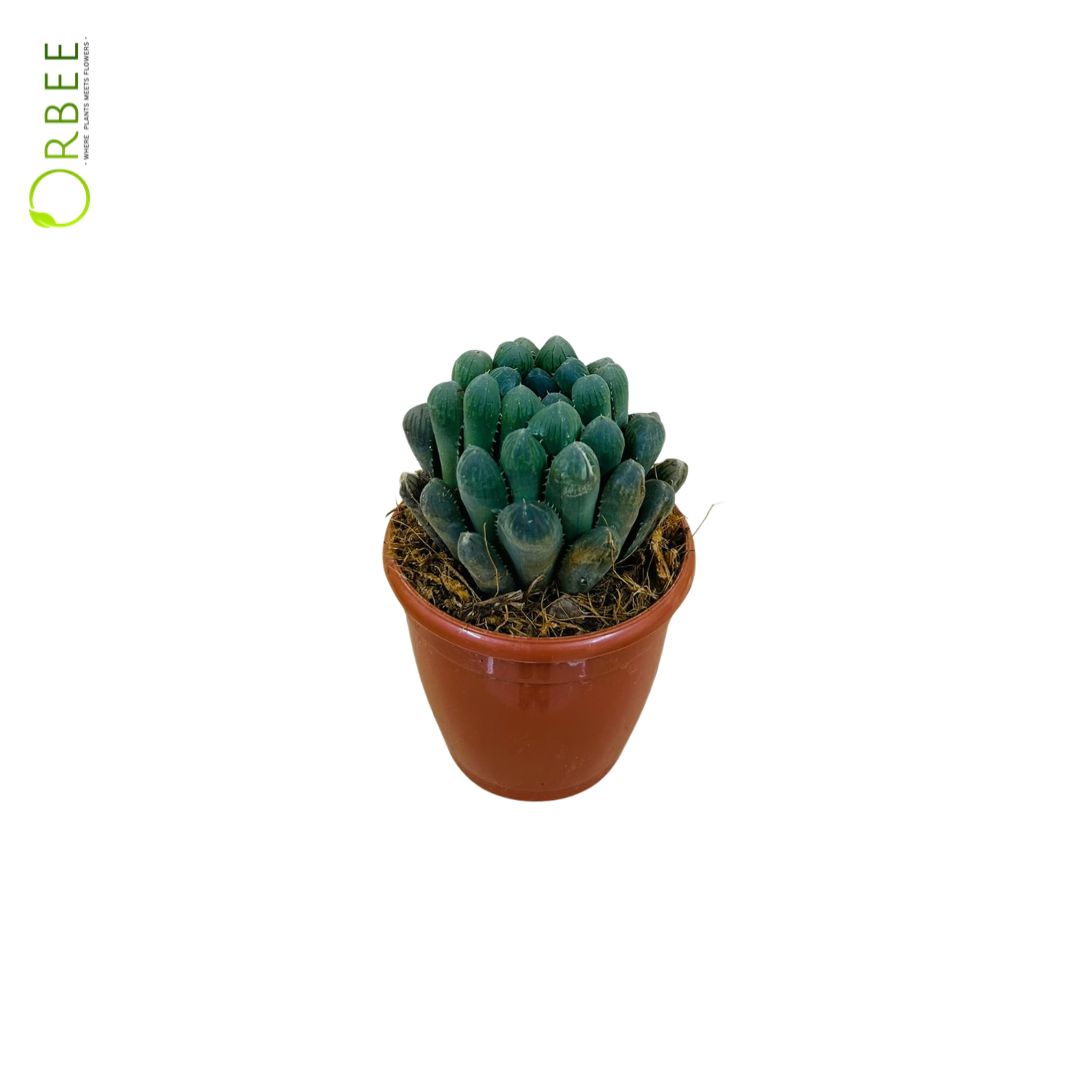 Haworthia Hybrida Mix