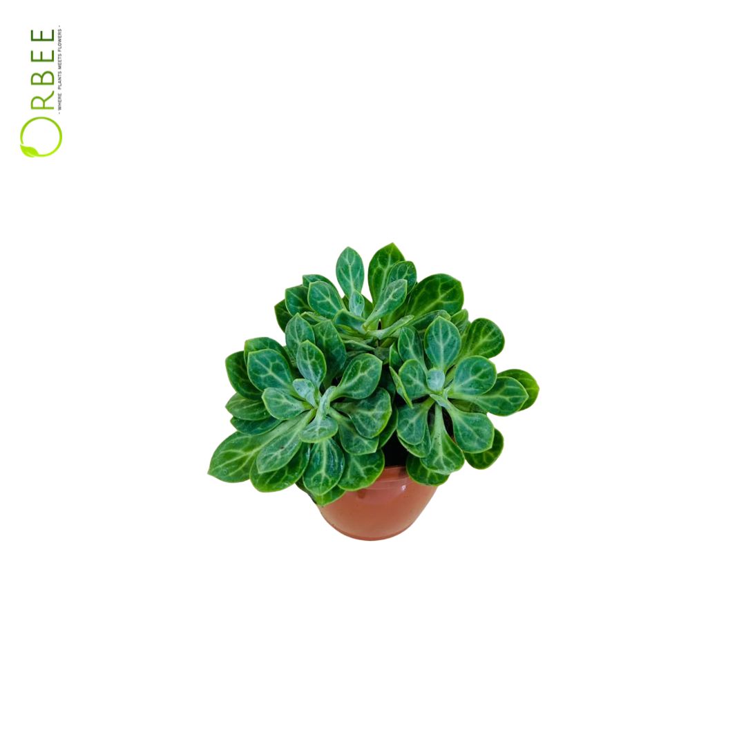 Senecio obovatus