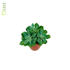 Senecio obovatus