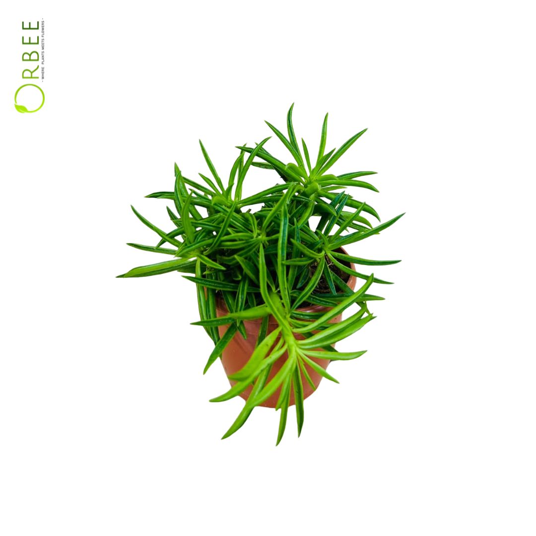 Peperomia ferreyrae
