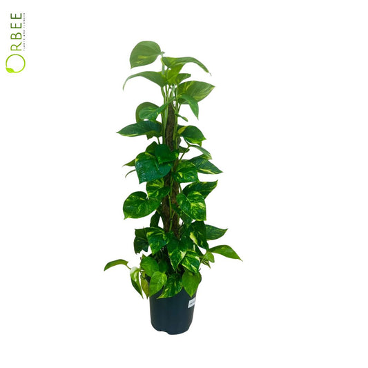 Epipremnum Pinnatum  Mosstick