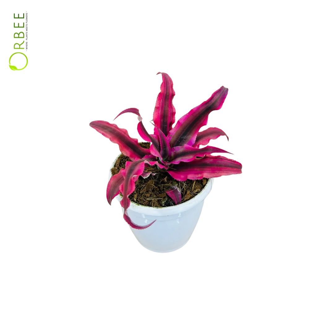 Cryptanthus bivittatus 'Ruby Star'
