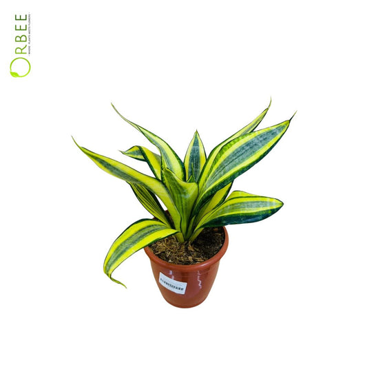 Sansevieria trif. Gold Dust