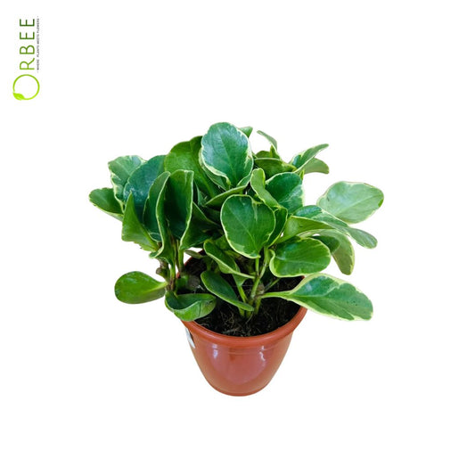 Peperomia Obtusifolia White Variegated