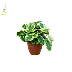 Peperomia Obtusifolia Green Variegated