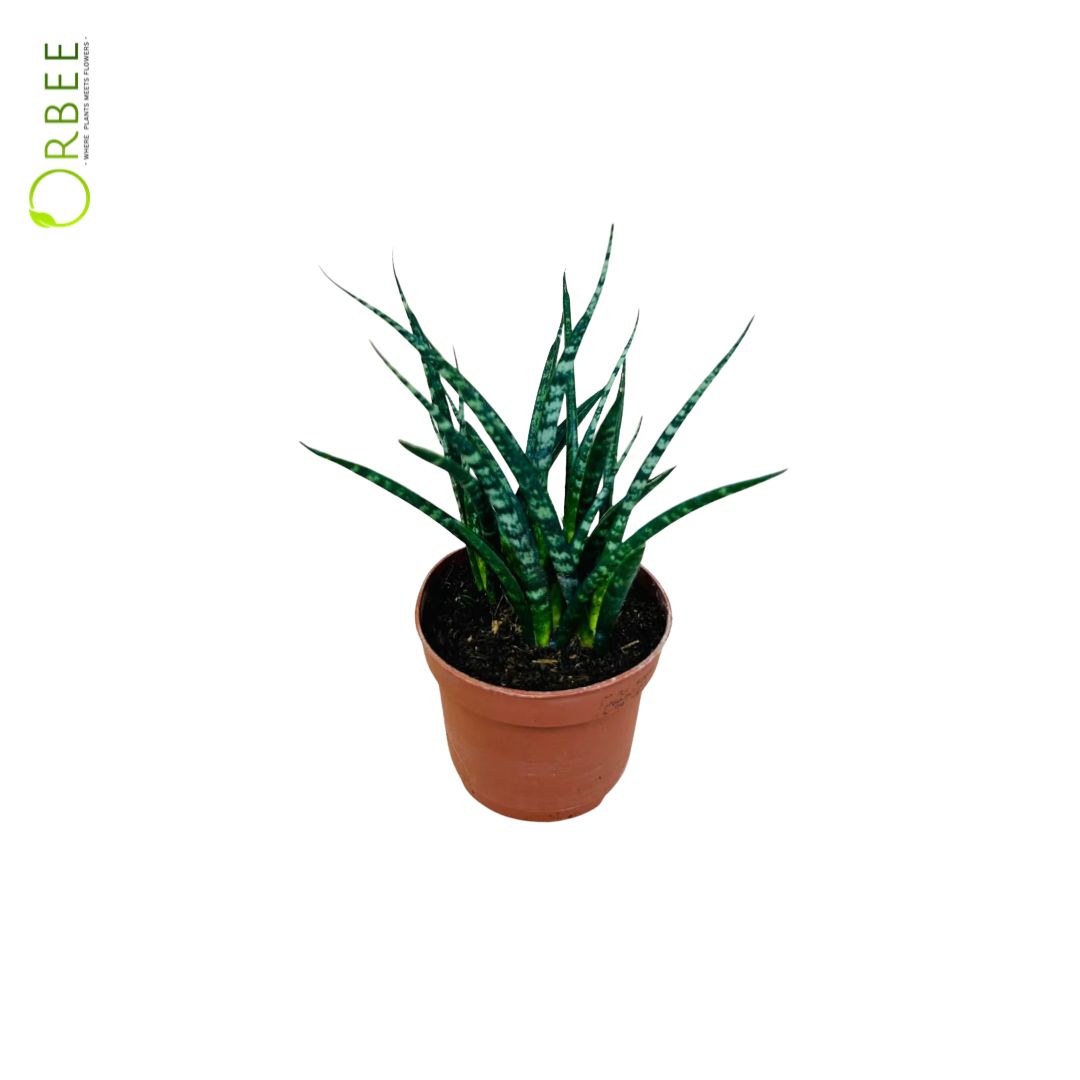 Sansevieria Bacularis Mikado