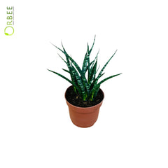 Sansevieria Bacularis Mikado