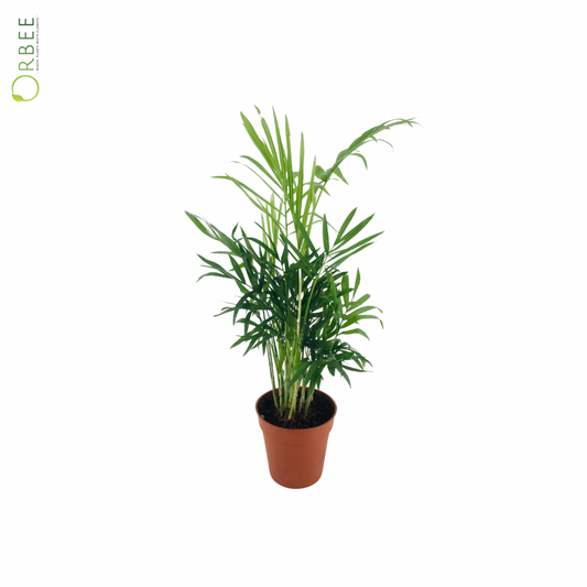 Chamaedorea elegans