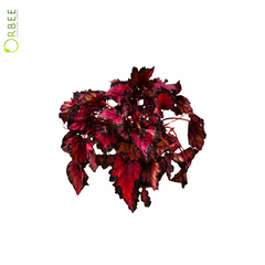 Begonia Beleaf