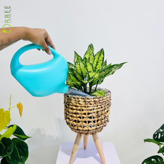 Watering Can Pinocchio