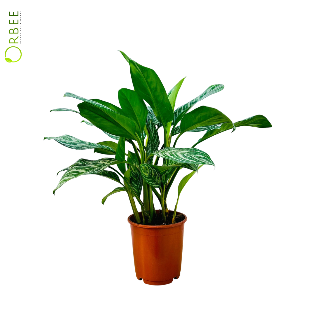 Aglaonema Stripes