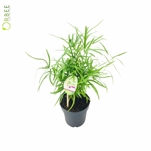 Asparagus Mixed