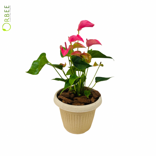 The Flamingo Flower of Elegance