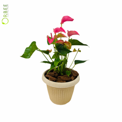 The Flamingo Flower of Elegance