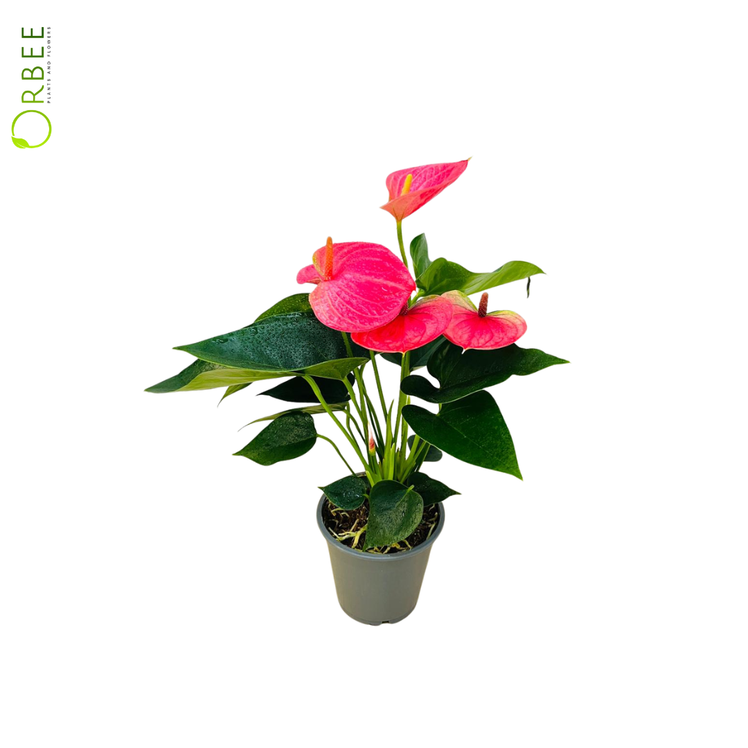 Anthurium A. mixed