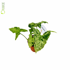 Syngonium Mottled