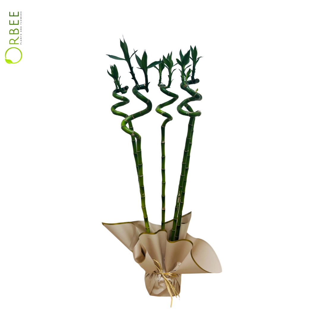 Lucky Bamboo (5 Stems)