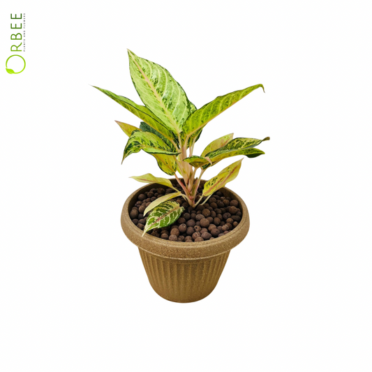 Aglaonema Mixed  in Earthy Textured Pot