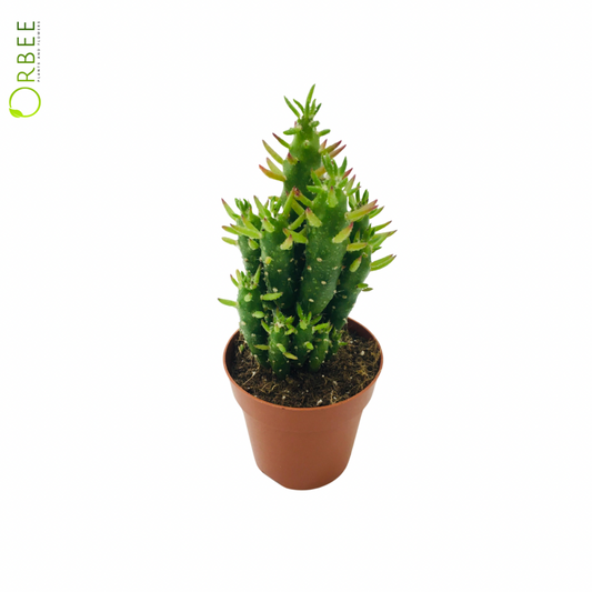 Austrocylindropuntia Subulate