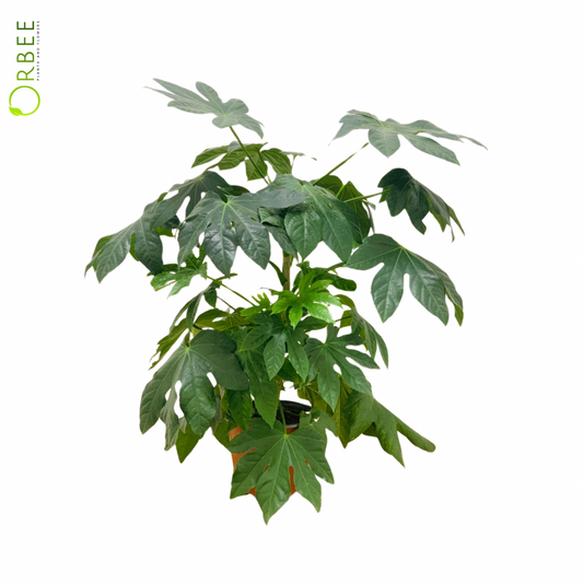 Fatsia japonica