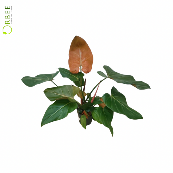 philodendron summer glory mature Philodendron Summer Glory – orbeeflowers