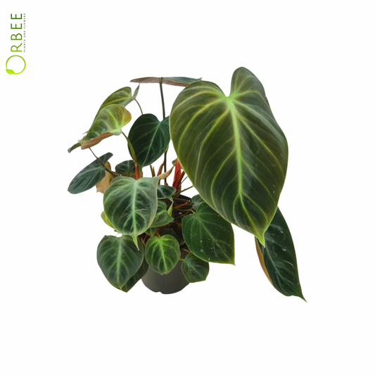 Philodendron Choco Red