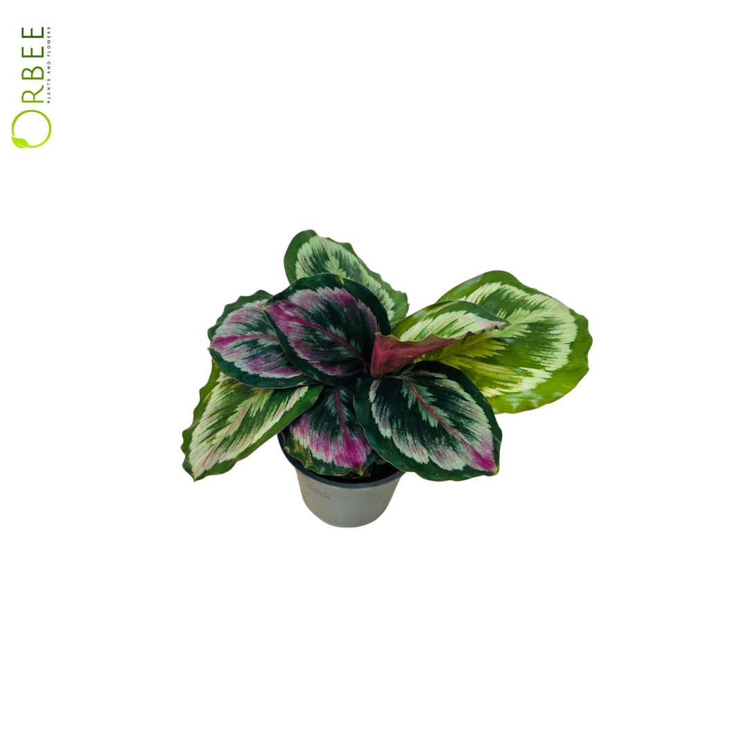 Calathea Rosy