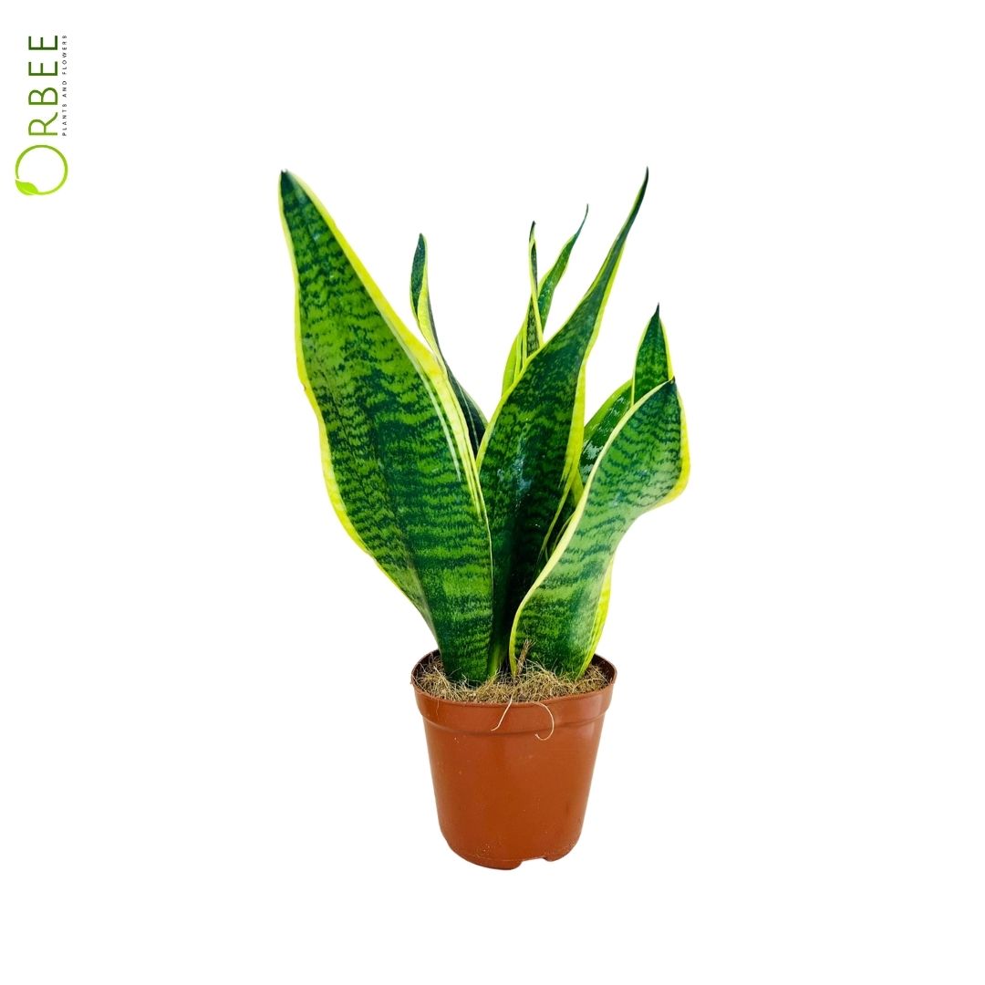 Sansevieria Superba