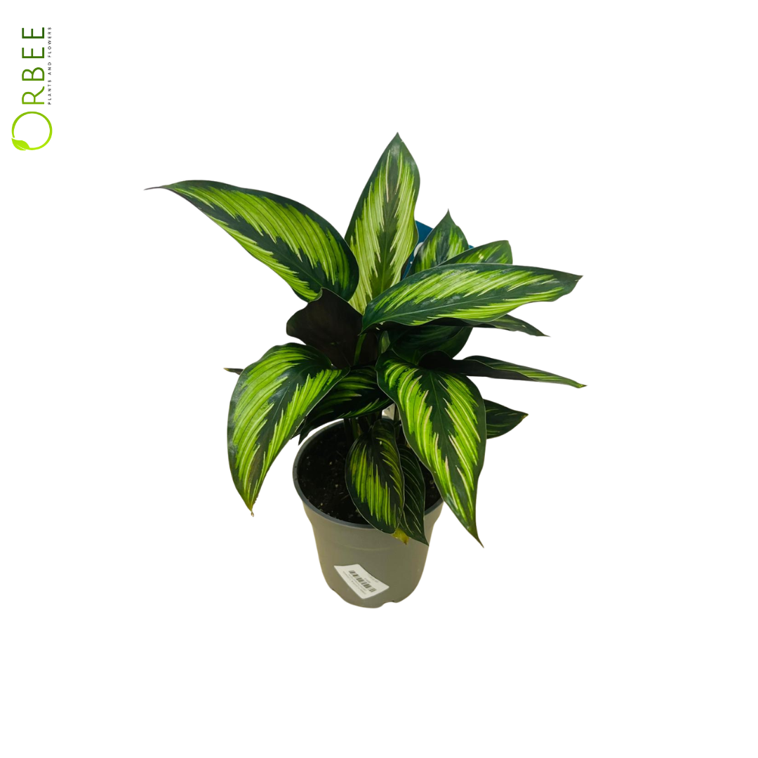 Calathea Pinstripe