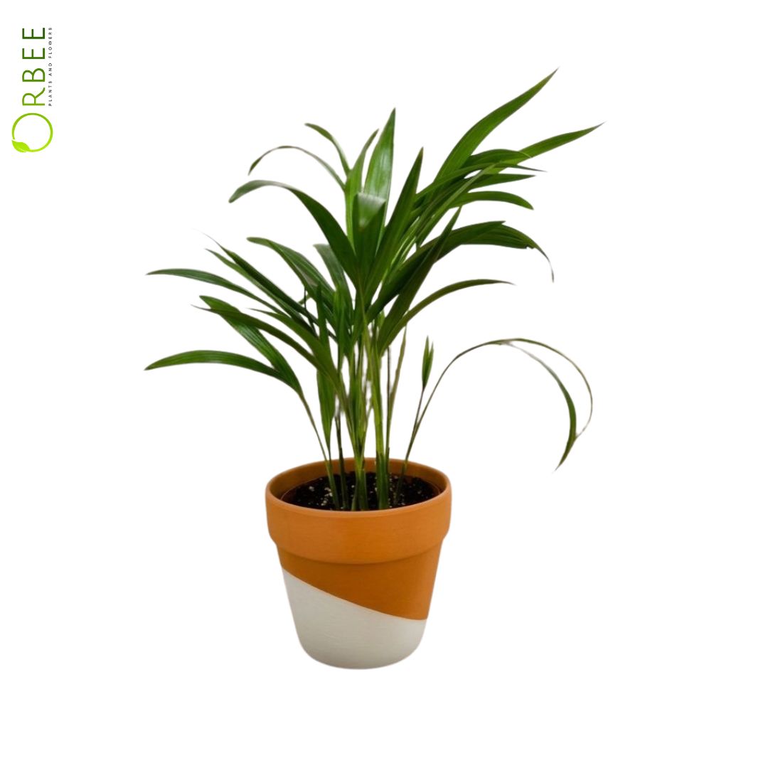 Dypsis Lutescens With clay Pot