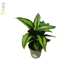 Calathea Pinstripe