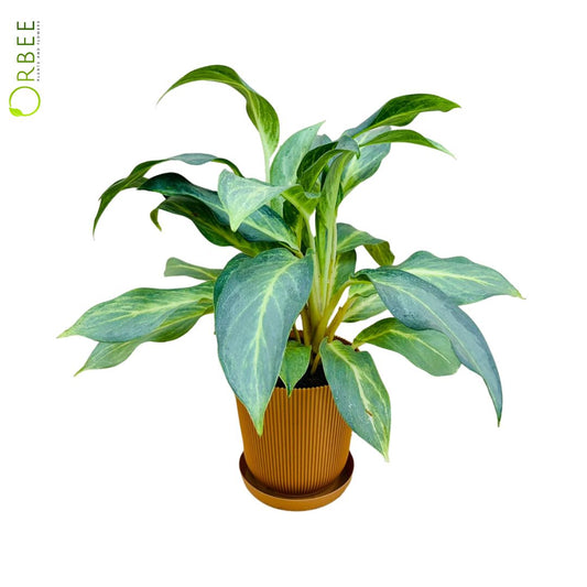 Aglaonema Commutatum Osaka Black