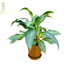 Aglaonema Commutatum Osaka Black