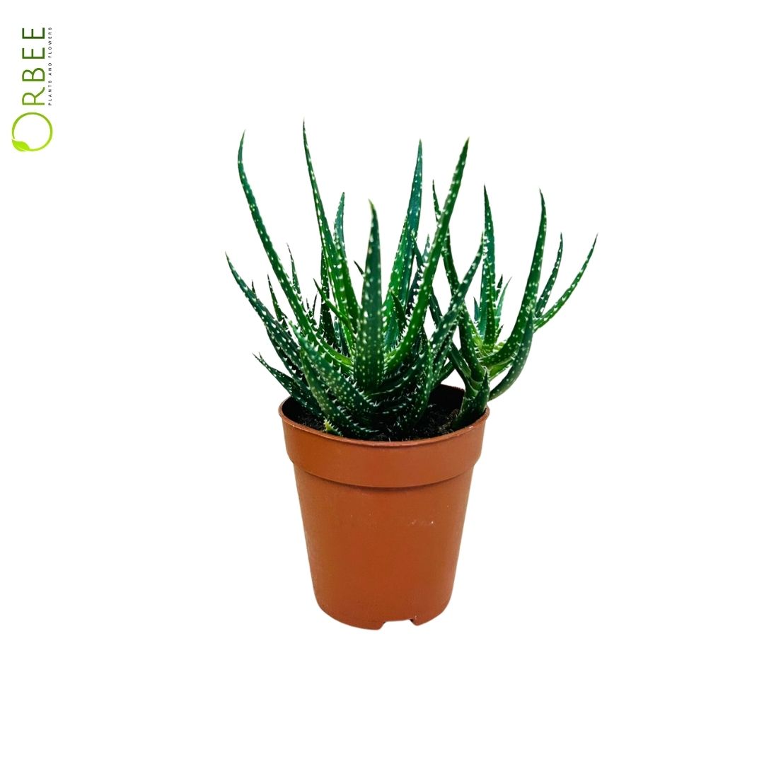 Aloë