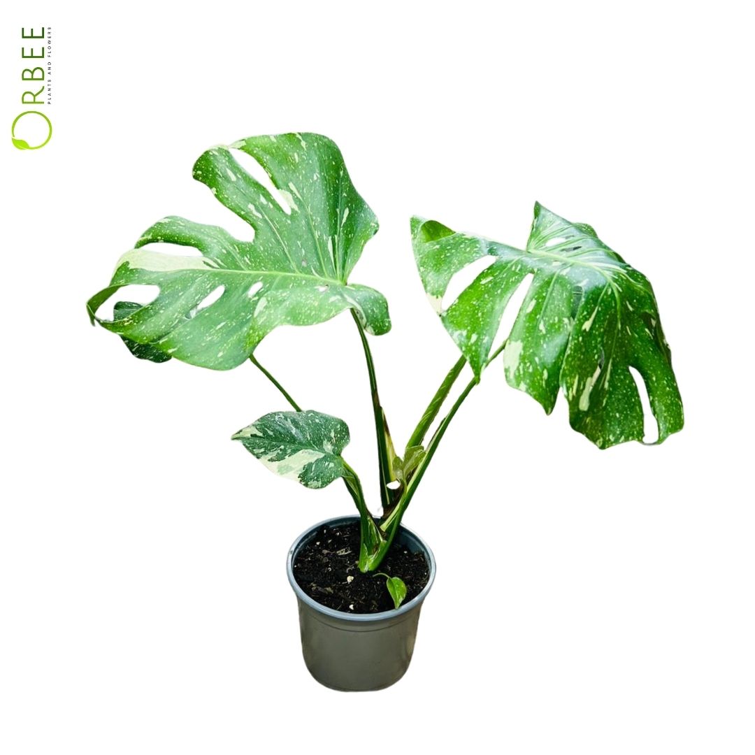 Monstera del. thai Constellation