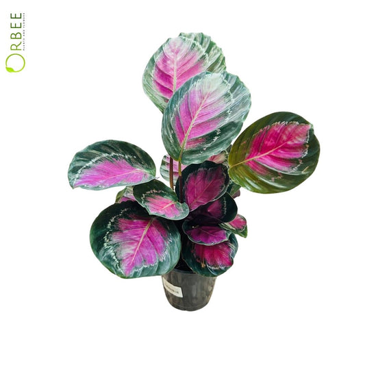 Calathea Roseopicta Rosy