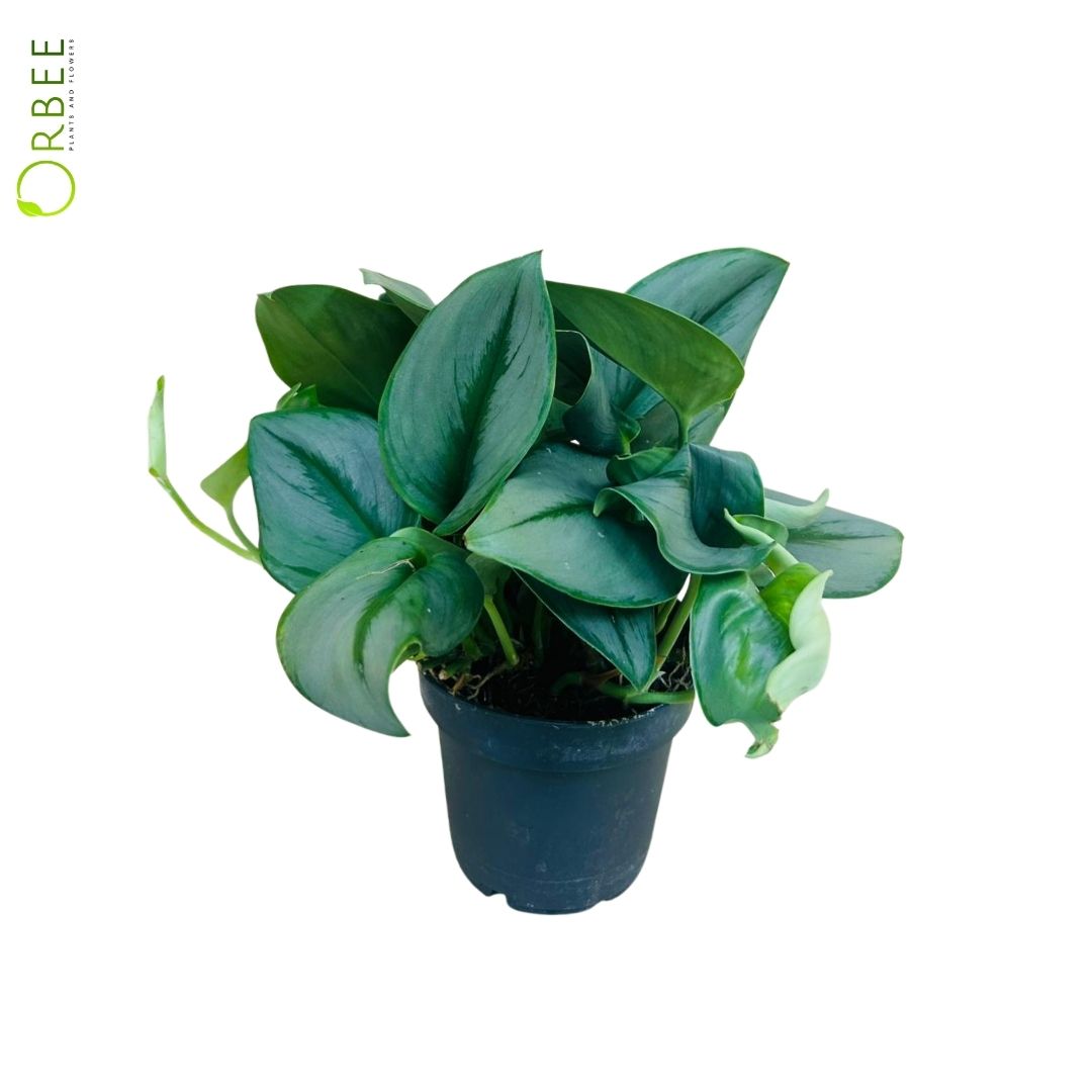 Scindapsus treubii 'Moonlight'