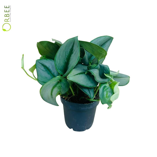 Scindapsus treubii moonlight