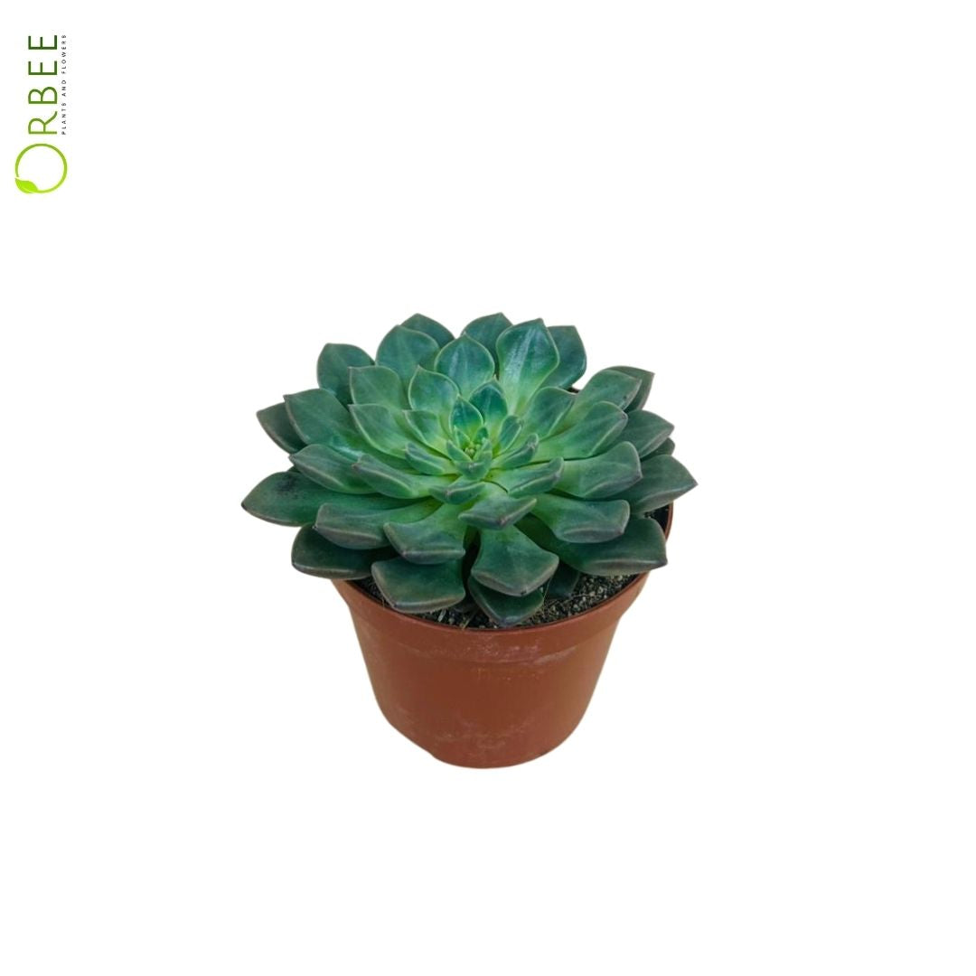 Echeveria Agavoides