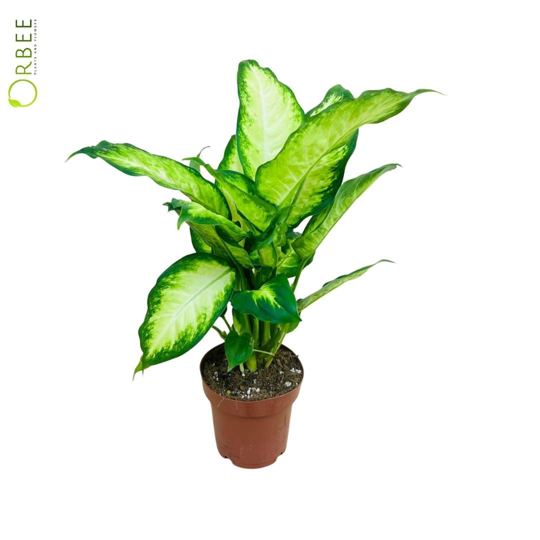 Dieffenbachia 'Camilla'