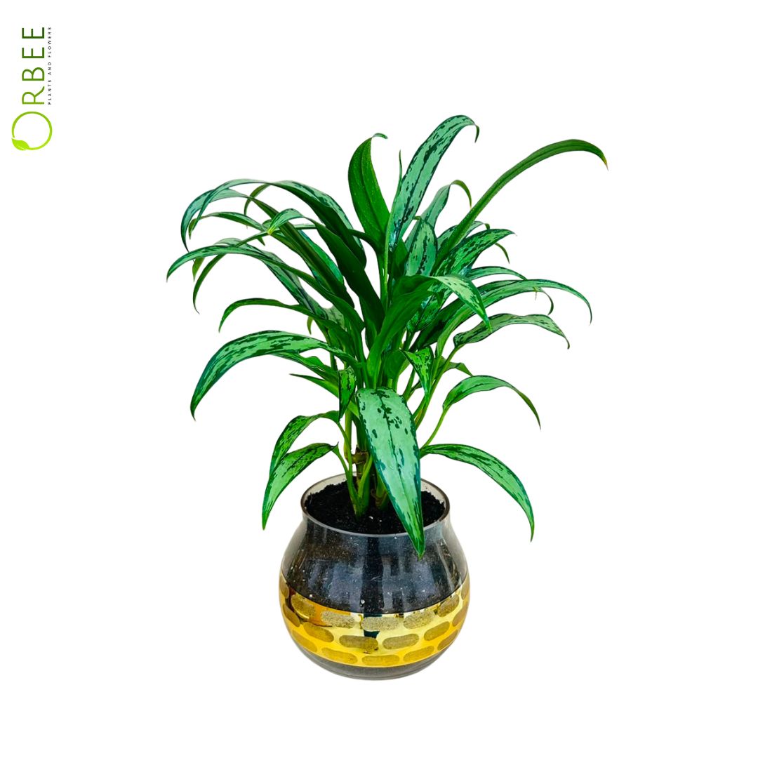 Aglaonema Cutlass in white Planter