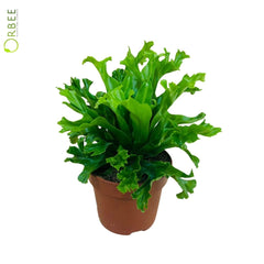 Asplenium antiquum 'Leslie',